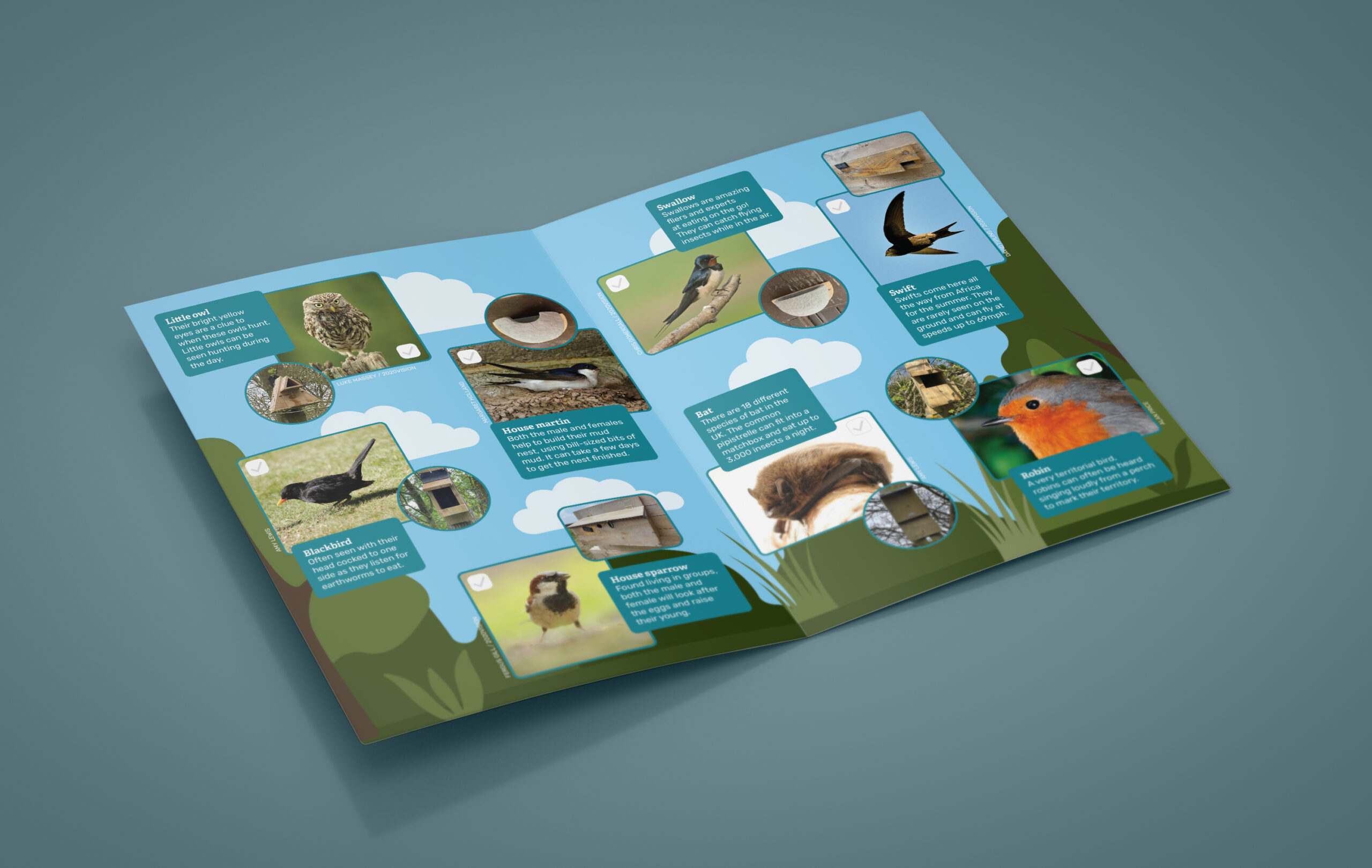 Open pages of a Lincolnshire Wildlife booklet displayed on a blue background, featuring bird photography, nesting habitats, tree illustrations, and educational content. Designed to promote wildlife tourism, nature conservation, and outdoor exploration in Lincolnshire.